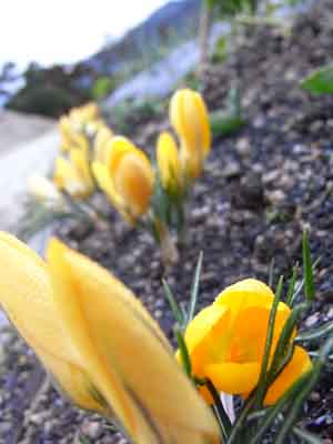 20090309Crocus.jpg