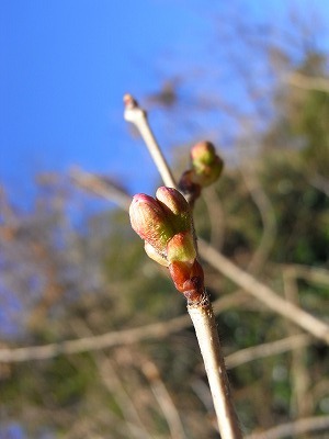 20090318sakuranbo.jpg