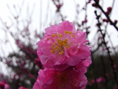 20100302ume.jpg