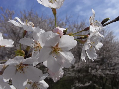 20100404hanami3.jpg