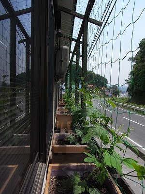 20110606green2.jpg