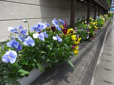 20110606green3.jpg