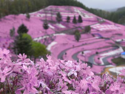 芝桜で型どられた「うし」もかわいかった 芝桜で型どられた「うし」もかわいかった