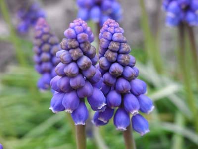 Muscari2.jpg