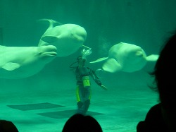 しまね海洋館アクアスのシロイルカショー