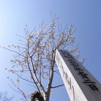 The%20cherry%20tree%20of%20commemoration%20tree%20planting.jpg