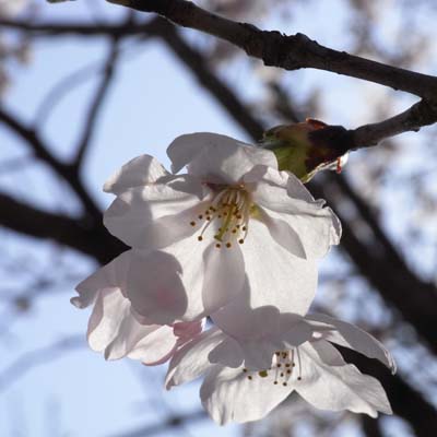 The%20cherry%20tree%20of%20commemoration%20tree%20planting2.jpg