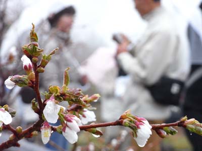 時期はずれの桜にはプチ感動